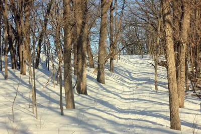 minnesota, usa, glacial lakes state park, nature, hiking, trail, forest, winter